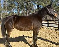 pleasure-percheron-horse