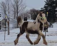 chestnut-overo-gvhs-horse