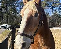 easy-going-belgian-horse