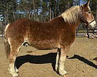 manners-belgian-horse