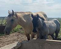 black-mane-tail-no-white-horse