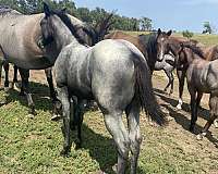 blue-roan-black-mane-tail-no-white-horse