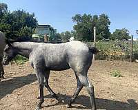 cowhorse-bred-quarter-horse