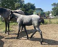 working-cowhorse-bred-quarter-horse