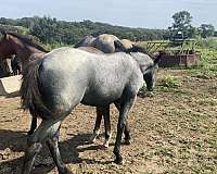 working-cowhorse-bred-quarter-horse