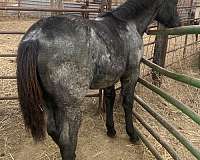 black-mane-tail-no-white