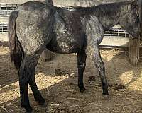 working-cowhorse-bred-horse