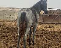 cowhorse-bred-filly