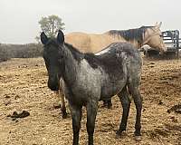 cowhorse-bred-filly