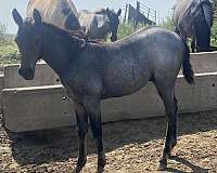 nfr-filly