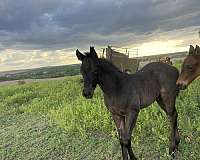 working-cowhorse-bred-filly