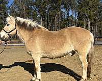 beginner-safe-kid-pony-fjord-horse