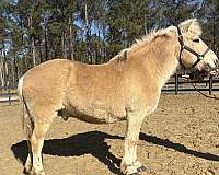 bombproof-fjord-horse