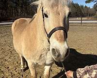 canter-fjord-horse