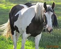 chestnut-spotted-spotted-saddle-mare