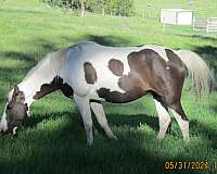 liver-chestnut-spotted-spotted-saddle-mare