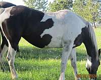 chestnut-spotted-spotted-saddle-for-sale