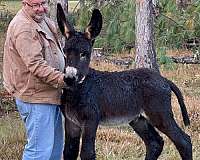 black-donkey-colt