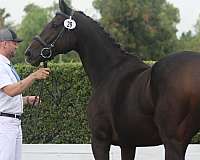 ahs-hanoverian-thoroughbred-horse