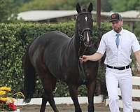 hanoverian-thoroughbred-horse-for-sale