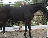 ahs-hanoverian-thoroughbred-mare