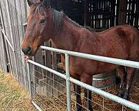 quarter-horse-gelding