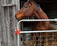 quarter-horse-for-sale