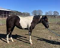 beautiful-head-filly