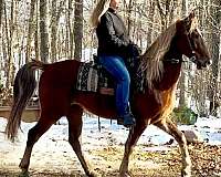 armed-gelding