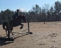 welsh-pony-for-sale