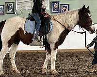 tobiano-pony-mare