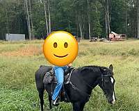 trail-trail-riding-draft-horse