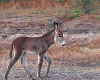 donkey-filly-foal