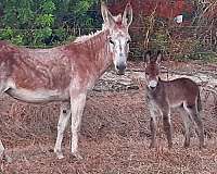 red-roan-donkey-filly