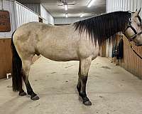 apha-gelding-friesian-horse