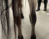 buckskin-fbhr-horse