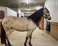 apha-friesian-horse