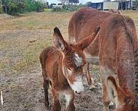 red-roan-white-spot-on-forehead-horse