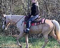 gaited-trail-riding-tennessee-walking-horse