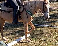 gaited-trail-riding-mare