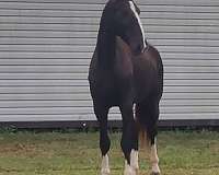 driving-harness-foal