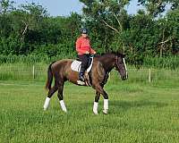 driving-harness-broodmare