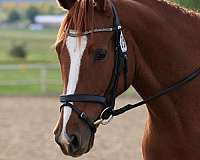 chestnut-one-white-sock-blaze-horse