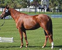 3rd-level-dressage-hanoverian-horse