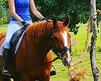 3rd-level-dressage-horse