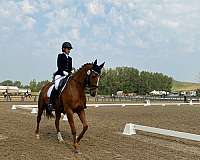 3rd-level-dressage-mare