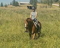 working-equitation-hanoverian-horse