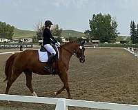 dressage-hanoverian-horse