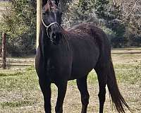 black-usta-horse