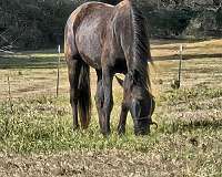 beautiful-black-standardbred-horse